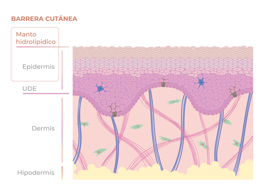 Barrera cutánea: el escudo de la piel