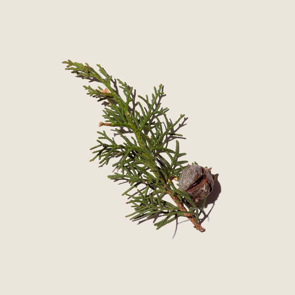 Aceite Esencial de Ciprés 10ml - vista alternativa