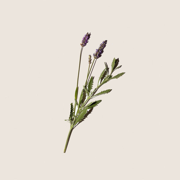 Pack Aromaterapia Relajante - vista alternativa