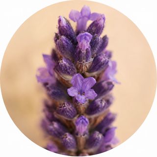 Lavanda
