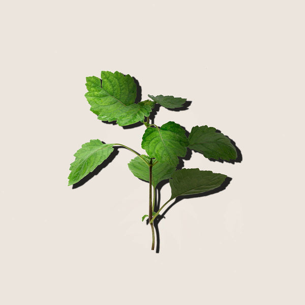 Aceite Esencial de Patchouli 10ml - vista alternativa