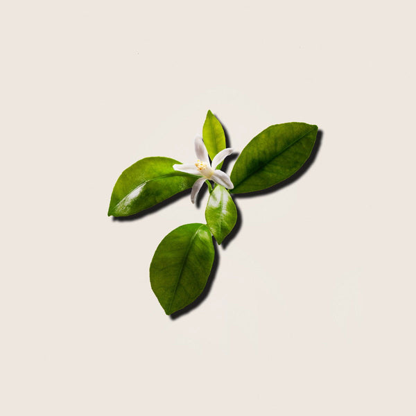 Aceite Esencial de Petitgrain 10ml - vista alternativa