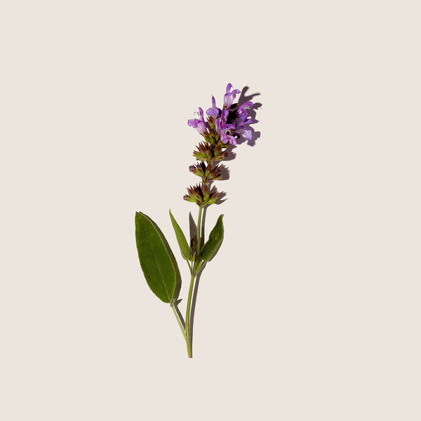 Aceite Esencial de Salvia Sclarea 10ml - vista alternativa