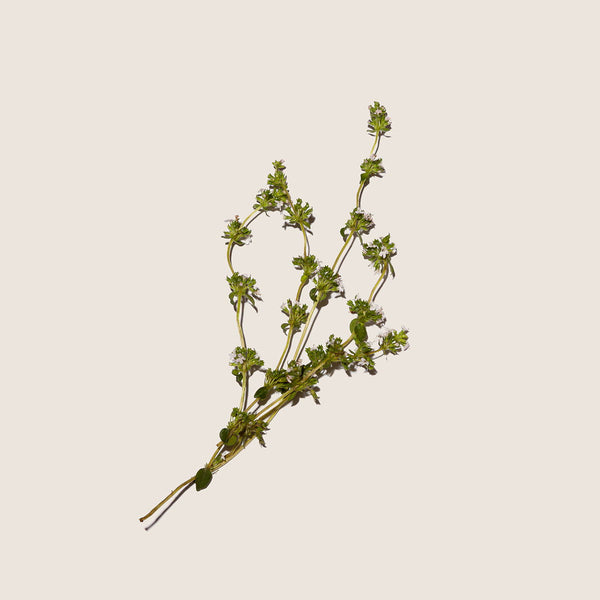 Aceite Esencial de Tomillo 10ml - vista alternativa