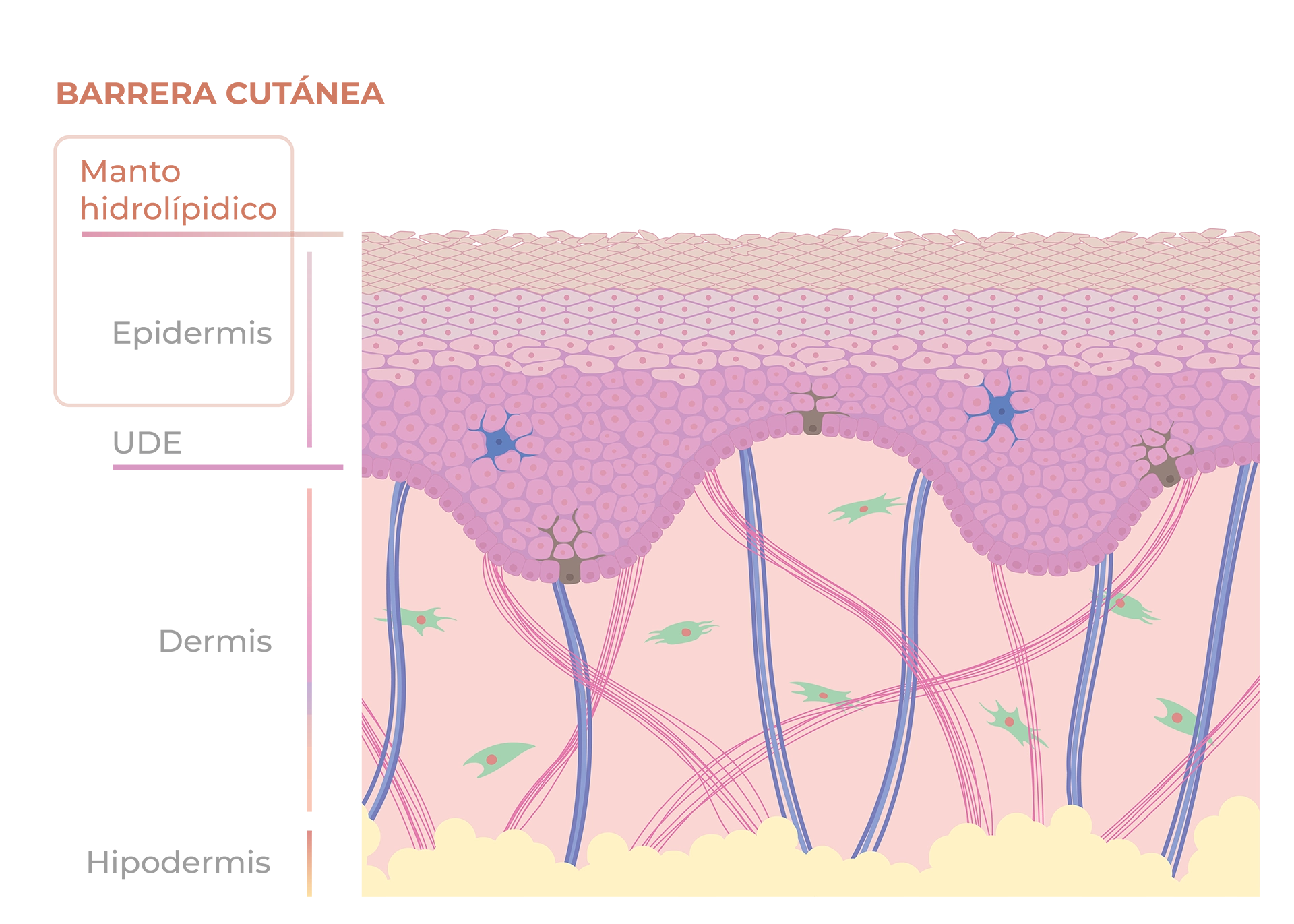 Barrera cutánea: el escudo de la piel