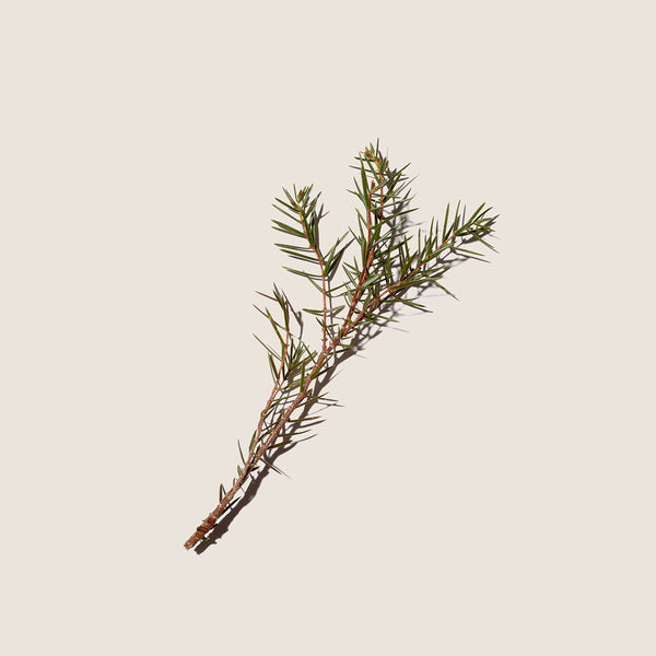 Aceite Esencial de Enebro 10ml - vista alternativa