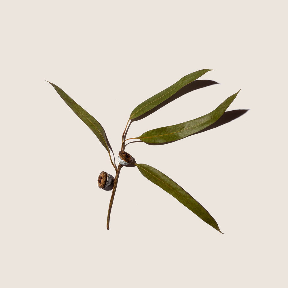 Aceite Esencial de Eucalipto 10ml - Alqvimia