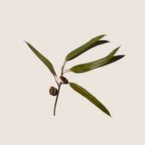 Aceite Esencial de Eucalipto 10ml - Alqvimia
