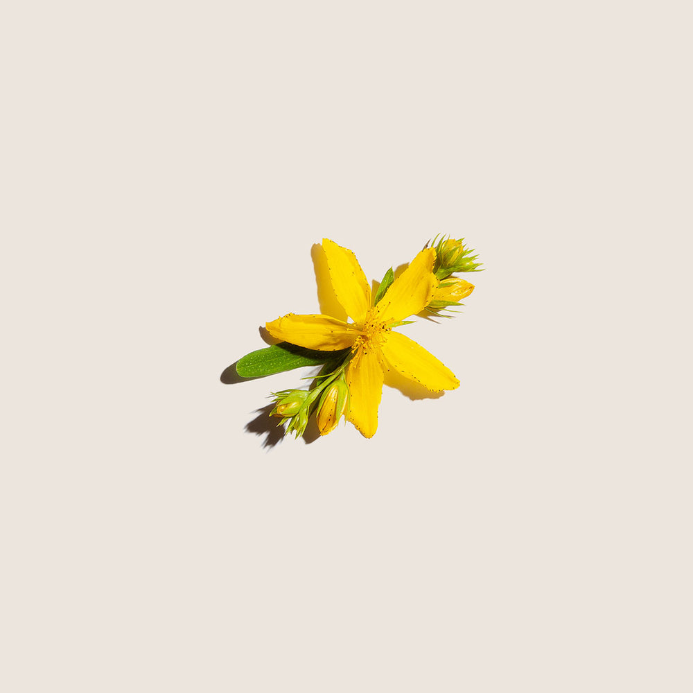 Aceite de Hipérico 60ml - Alqvimia