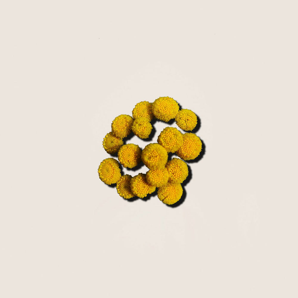 Aceite Esencial de Helicriso 5ml - Alqvimia