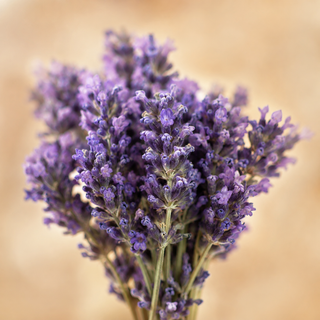 Lavanda