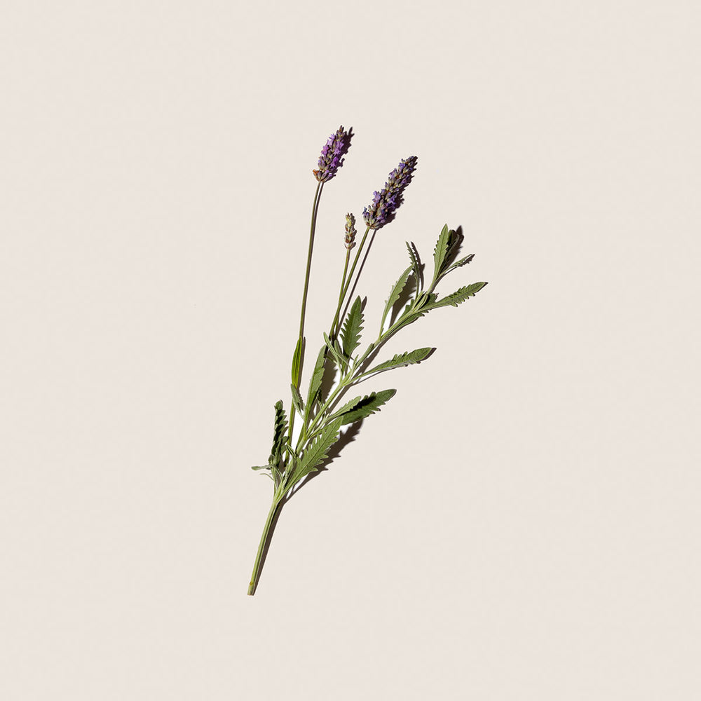 Aceite Esencial de Lavanda 10ml - Alqvimia