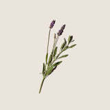 Aceite Esencial de Lavanda 10ml - Alqvimia