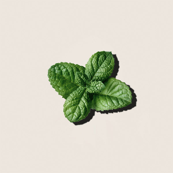 Aceite Esencial de Menta 10ml - vista alternativa