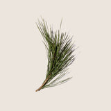 Aceite Esencial de Pino 10ml - Alqvimia