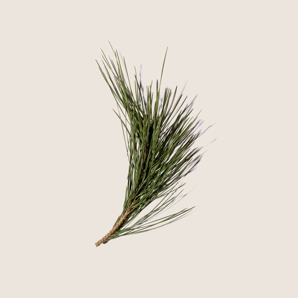 Aceite Esencial de Pino 10ml - vista alternativa