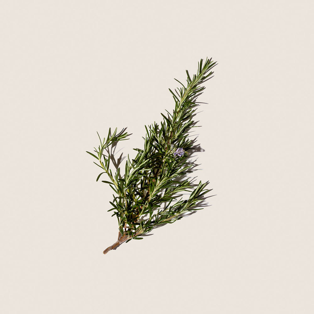 Aceite Esencial de Romero 10ml - Alqvimia