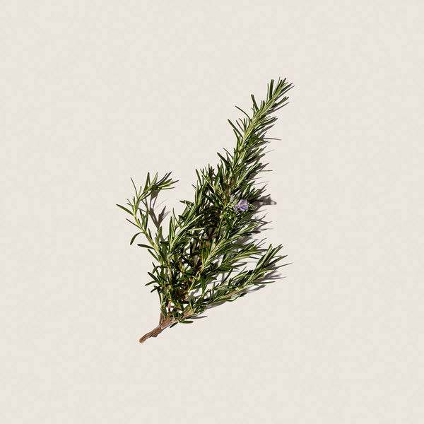 Aceite Esencial de Romero 10ml - vista alternativa