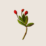 Aceite vegetal de Rosa Mosqueta 60 ml - Alqvimia