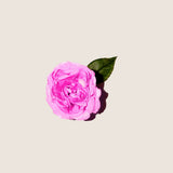 Aceite Esencial de Rosa Búlgara 5ml - Alqvimia