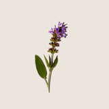 Aceite Esencial de Salvia Sclarea 10ml - Alqvimia