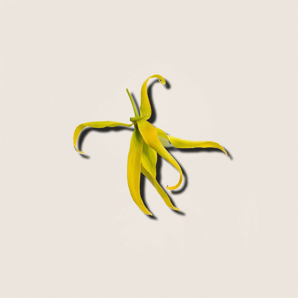 Aceite Esencial de Ylang-Ylang 10ml - Alqvimia