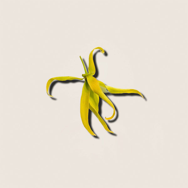 Aceite Esencial de Ylang-Ylang 10ml - vista alternativa
